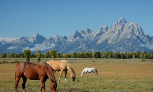 best places to buy a ranch