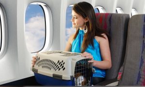 how to become a pet flight nanny